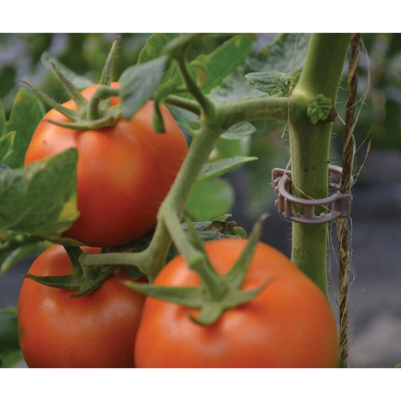 Compostable Trellis Clips – 100 Count 2 Compostable Trellis Clips – 100 Count - Image 2