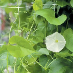 Hortonova FG – 67" X 328'