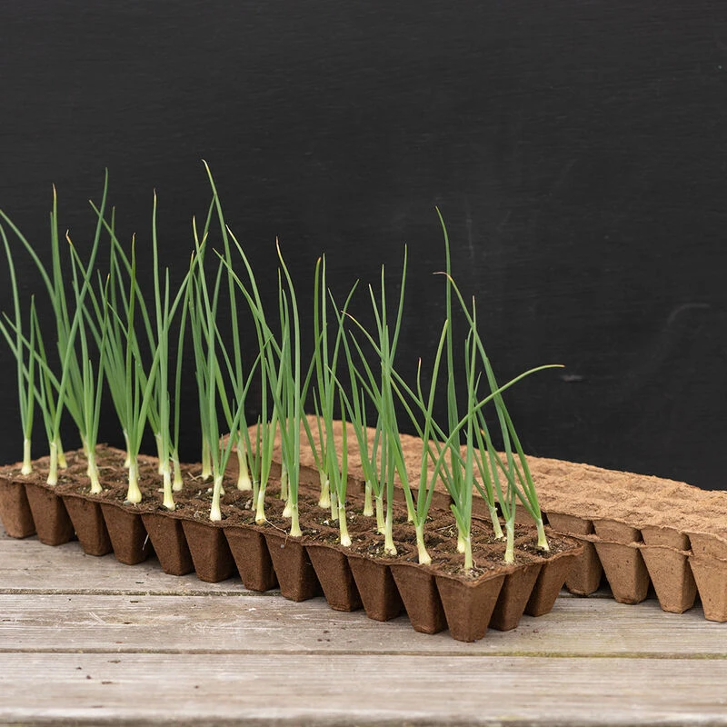 36 Cell Fertil Pots Strip – 10 Count 1 36 Cell Fertil Pots Strip – 10 Count