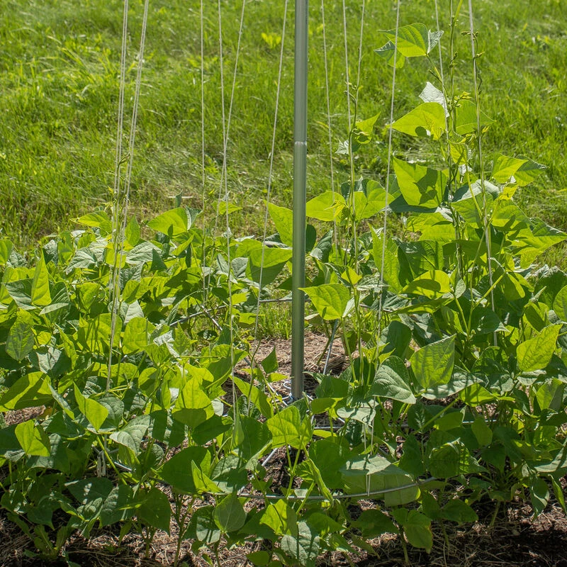 Bean Tower – 60" 1 Bean Tower – 60"