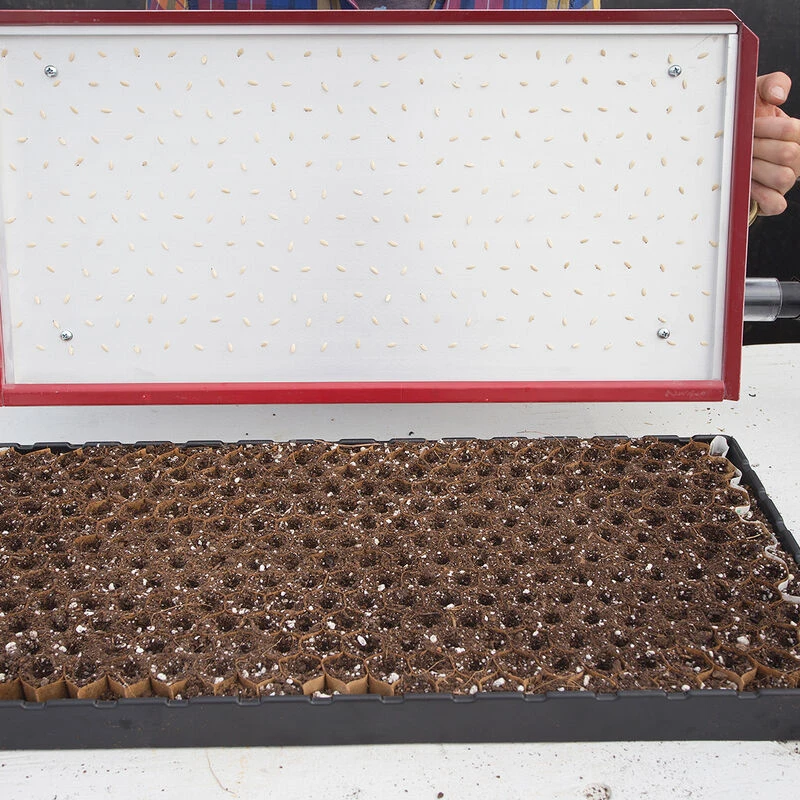 Seed Plate E264 1 Seed Plate E264