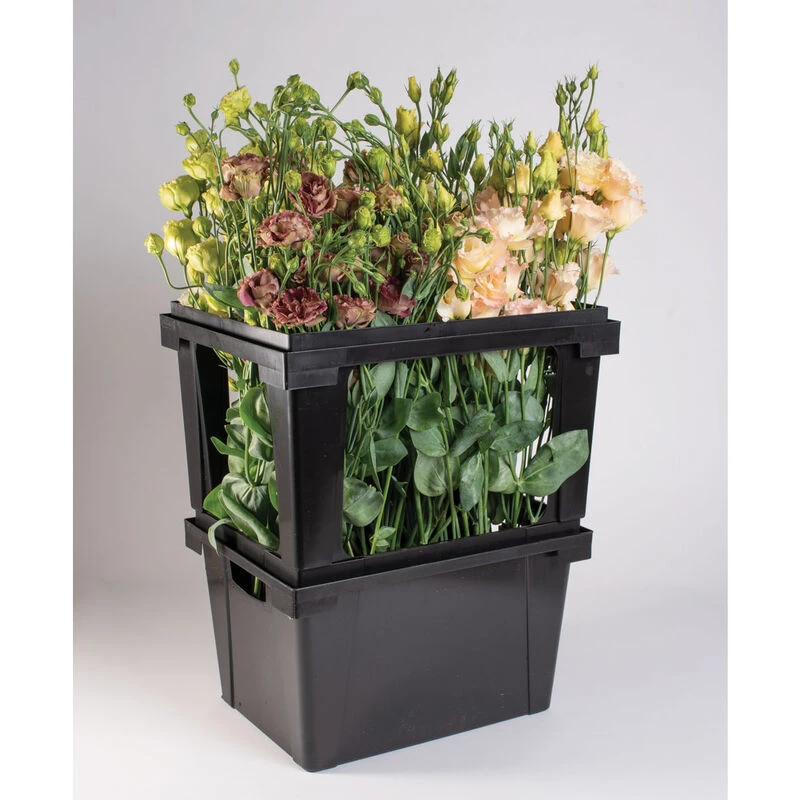 Valencia Topframe 2 Valencia Topframe - Image 2