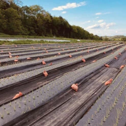 Black Weed Fabric – 3' X 50'