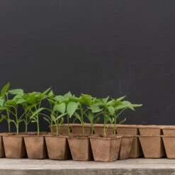 12 Cell Fertil Pots Strip – 8 Count