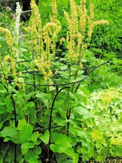 Essex Plant Supports -Green Leaf Tools & Supplies Sales Store 37423 200 tif