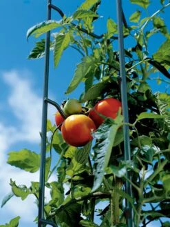 Tomato Ladders, Set Of 3 -Green Leaf Tools & Supplies Sales Store 38184 003E tif