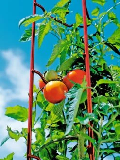 Tomato Ladders, Set Of 3 -Green Leaf Tools & Supplies Sales Store 38185 003E tif