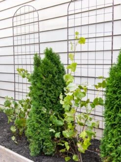 Jardin Flower Trellis 5 Jardin Flower Trellis -Green Leaf Tools & Supplies Sales Store 38689 6002 tif