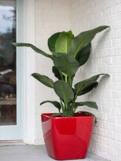 Viva Square Self-Watering Rolling Planter, 20" Diameter, Set Of 2 -Green Leaf Tools & Supplies Sales Store 3 4 crop 8612930 0032 tif