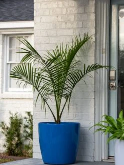 Viva Round Self-Watering Rolling Planter, 20" Diameter, Set Of 2 -Green Leaf Tools & Supplies Sales Store 3 4 crop 8612933 0024 tif