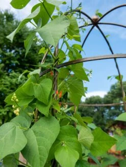 Jardin Tower -Green Leaf Tools & Supplies Sales Store 3 4 crop 8612997 0058