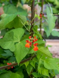 Jardin Tower -Green Leaf Tools & Supplies Sales Store 3 4 crop 8612997 0059