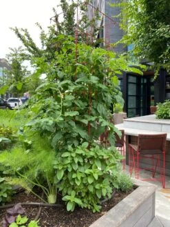 Tomato Towers, Set Of 2 -Green Leaf Tools & Supplies Sales Store 8587041 01IN tif