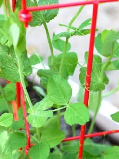 Tall Expandable Pea Trellis 9 Tall Expandable Pea Trellis -Green Leaf Tools & Supplies Sales Store 8587061 101 tif