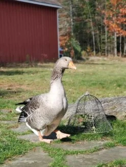 Chicken Wire Cloche -Green Leaf Tools & Supplies Sales Store 8590210 01IN tif