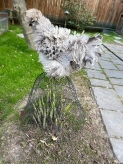 Chicken Wire Cloche -Green Leaf Tools & Supplies Sales Store 8590210 02CUST tif