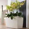 Lechuza® Cararo Rectangular Indoor Planter With Casters