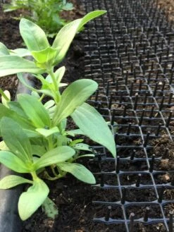 Cat Scat Mat 8 Cat Scat Mat -Green Leaf Tools & Supplies Sales Store 8592448 03CUST tif