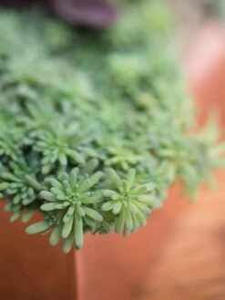 Tall Rectangular Copper Plant Tray, 18" X 5" X 4" 7 Tall Rectangular Copper Plant Tray, 18" X 5" X 4" -Green Leaf Tools & Supplies Sales Store 8593534 4601 tif