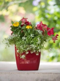 Viva Square Self-Watering Planter, 7" Diameter -Green Leaf Tools & Supplies Sales Store 8595223 1111 tif