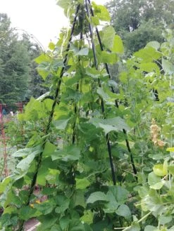 Titan Teepee Trellis -Green Leaf Tools & Supplies Sales Store 8595757 01EMP tif