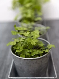 Galvanized Herb Planters With Rectangular Tray 6 Galvanized Herb Planters With Rectangular Tray -Green Leaf Tools & Supplies Sales Store 8595903 advice 1777 tif