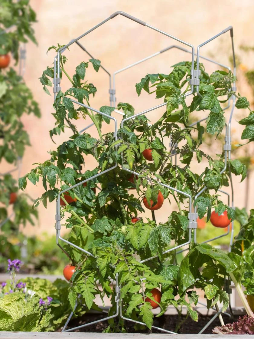 Gardener's Vertex Lifetime Tomato Cage 1 Gardener's Vertex Lifetime Tomato Cage