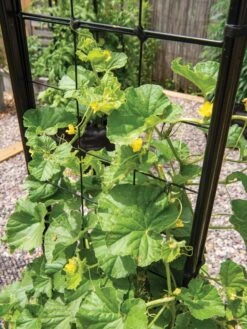 Gardener’s Victory Self-Watering Planter With Vine Trellis 20 Gardener’s Victory Self-Watering Planter With Vine Trellis -Green Leaf Tools & Supplies Sales Store 8600176 6853