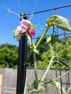 Gardener’s Victory Self-Watering Planter With Vine Trellis 21 Gardener’s Victory Self-Watering Planter With Vine Trellis -Green Leaf Tools & Supplies Sales Store 8600177 6588 tif