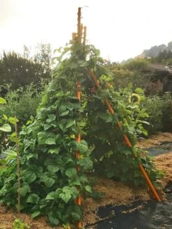 Annabel Tipi Trellis -Green Leaf Tools & Supplies Sales Store 8600521 02V tif