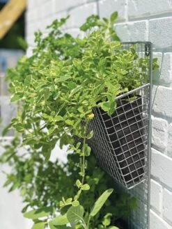 Wire Wall Pockets Vertical Gardens -Green Leaf Tools & Supplies Sales Store 8609429 9500 tif