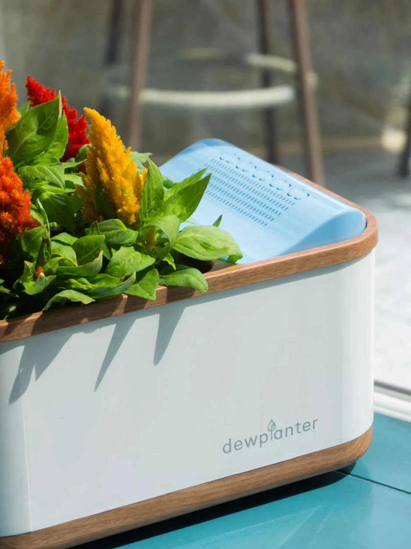 Dewplanter 2 Dewplanter - Image 2