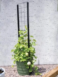 Gardener’s Victory Self-Watering Planter With Vine Trellis 13 Gardener’s Victory Self-Watering Planter With Vine Trellis -Green Leaf Tools & Supplies Sales Store 8610238 15487 tif