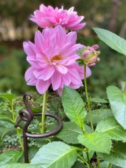 Arden Single Stem Supports, Set Of 2 7 Arden Single Stem Supports, Set Of 2 -Green Leaf Tools & Supplies Sales Store 8610375 5703 tif