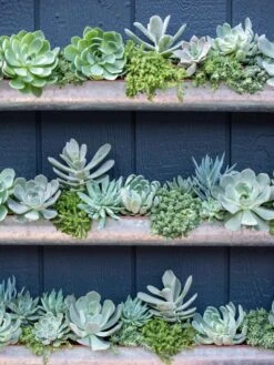 3-Tier Vertical Wall Planter, 3' -Green Leaf Tools & Supplies Sales Store 8611013 055 tif