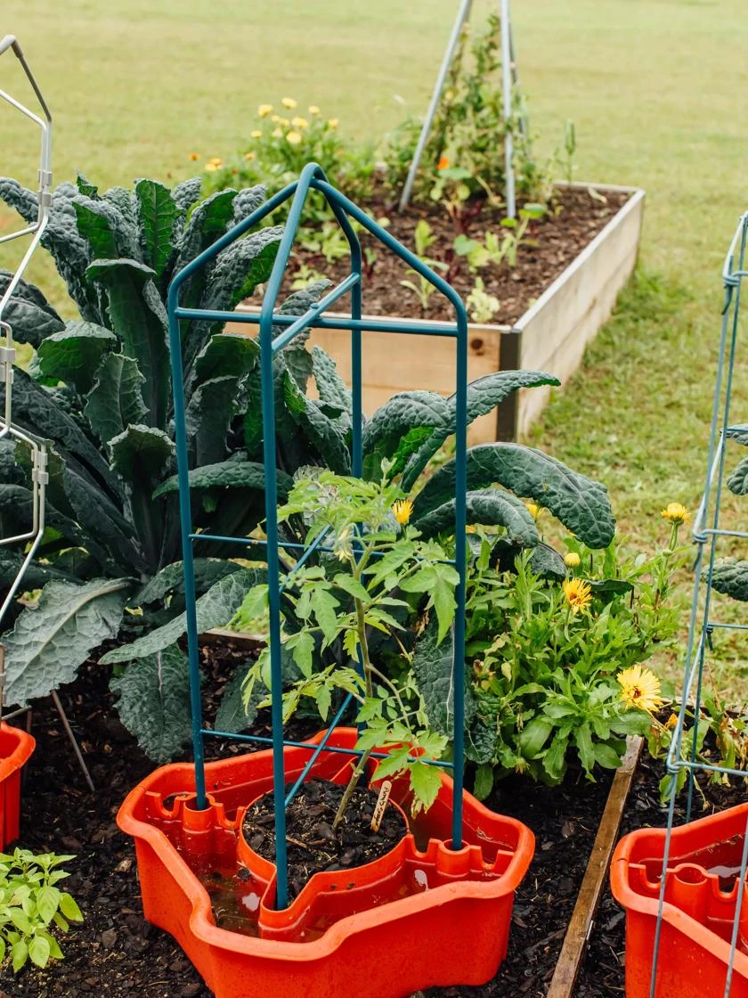 Deluxe Tomato Halos, Set Of 2 4 Deluxe Tomato Halos, Set Of 2 - Image 4