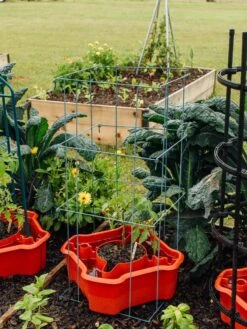 Deluxe Tomato Halos, Set Of 2 15 Deluxe Tomato Halos, Set Of 2 -Green Leaf Tools & Supplies Sales Store 8612045 226 tif