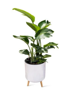 Ava Self-Watering Round Planter -Green Leaf Tools & Supplies Sales Store 8612692 0002