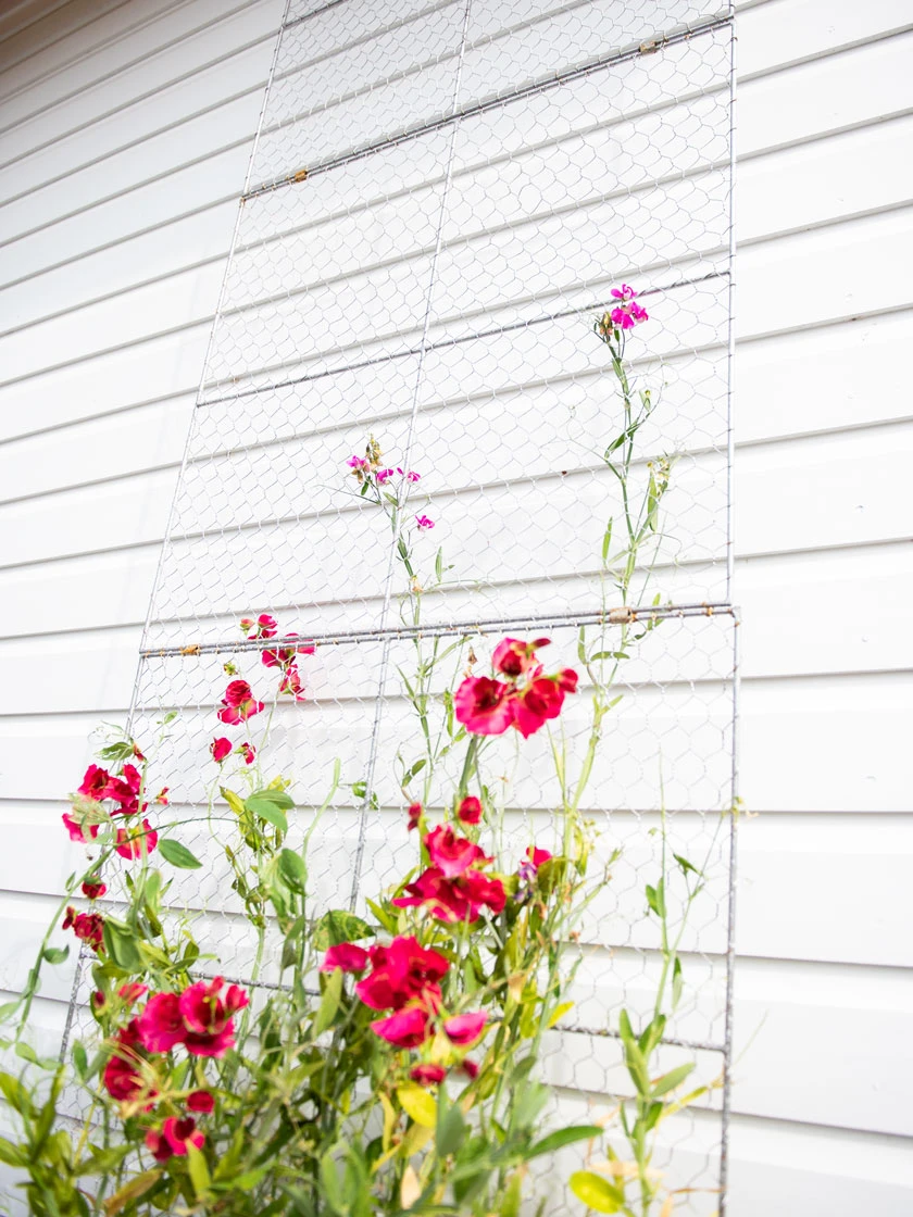 Chicken Wire Wall Trellis 1 Chicken Wire Wall Trellis