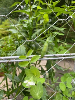 Chicken Wire Pea Trellis 16 Chicken Wire Pea Trellis -Green Leaf Tools & Supplies Sales Store 8612718 7307