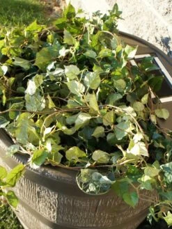 Round Rain Barrel With Planter, 35 Gallons -Green Leaf Tools & Supplies Sales Store 8612856WALNT 03V tif