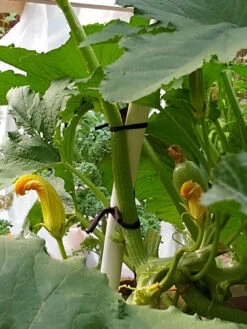 Farmyarn® Multipurpose Garden Tie, 2 Pack -Green Leaf Tools & Supplies Sales Store 8612948 01v