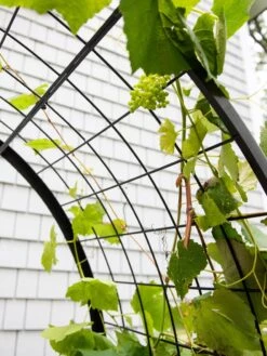 2’ X 4’ Arch Trellis For Planter Boxes -Green Leaf Tools & Supplies Sales Store 8612976 0436