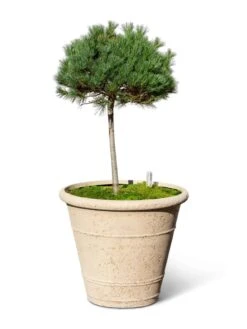 Self-Watering LavaStone® Anson Pot -Green Leaf Tools & Supplies Sales Store 8613256 0138