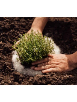 Hortiwool ®, 5 Pad Pack -Green Leaf Tools & Supplies Sales Store 8613263 06v