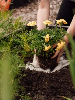 Hortiwool ®, 5 Pad Pack -Green Leaf Tools & Supplies Sales Store 8613263 12v