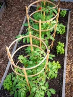 Bamboo Tomato Cages, Set Of 3 -Green Leaf Tools & Supplies Sales Store 8613426 6916
