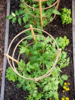 Bamboo Tomato Cages, Set Of 3 -Green Leaf Tools & Supplies Sales Store 8613426 6921