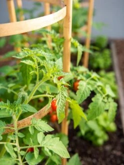 Bamboo Tomato Cages, Set Of 3 -Green Leaf Tools & Supplies Sales Store 8613426 6934