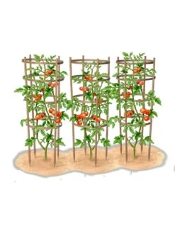 Bamboo Tomato Cages, Set Of 3 -Green Leaf Tools & Supplies Sales Store 8613426 art